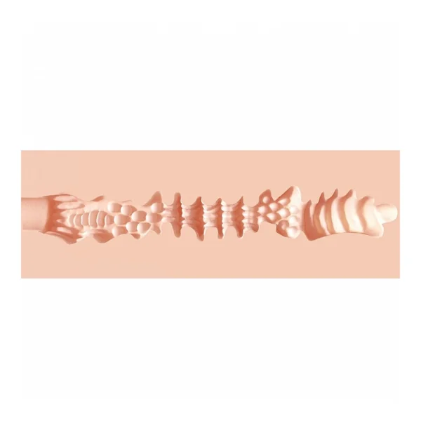 A close-up view of a textured, flesh-coloured, cylindrical object with various ridges, bumps, and wave-like shapes along its length, set against a pale background.