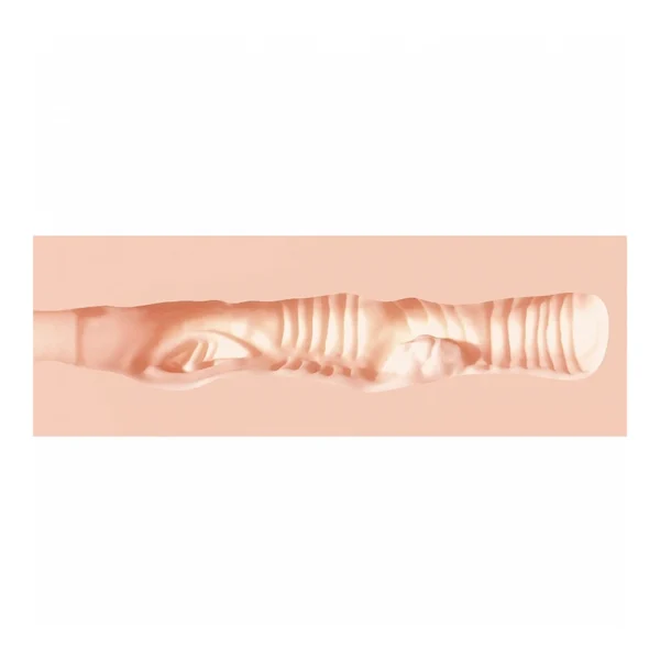 Cross-section view of a textured, flesh-toned cylindrical object with various ridges, bumps, and chambers along its interior surface.